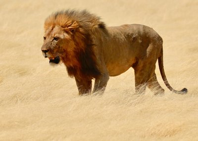 Guerriero, Etosha, 2018 da Unbekannter Künstler
