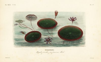 Brasenia schreberi, Hydropeltis purpurea da Unbekannt