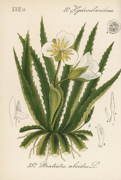 Aloe d