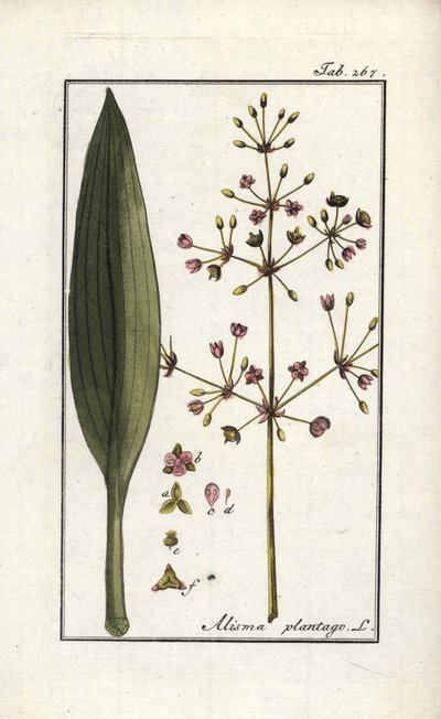 Alisma plantago-aquatica. Litografia da 