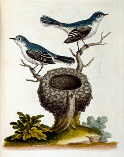 Illustrazione ad acquerello da un libro di uccelli rari di G Edwards 1750. George Edwards (1694-1773) era un naturalista e ornitologo britannico. Ha viaggiato ampiamente in Europa, studiando la storia naturale e gli uccelli in particolare. Ha ottenuto un c da Unbekannter Künstler