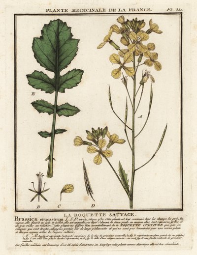 Rucola acquatica, Erucastrum nasturtiifolium da Unbekannter Künstler