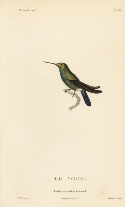 Colibrì di Wed o Neuwied, Trochilus cyanogenys o Ornismya wiedii. Incisione in acciaio colorata a mano di Coutant da un