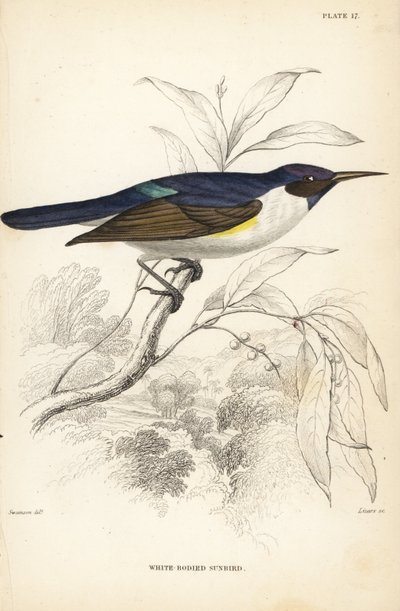 Nettarinia dal dorso viola occidentale, Anthreptes longuemarei (Nettarinia dal corpo bianco, Anthreptes leucosoma). Incisione su acciaio colorata a mano di William Lizars su disegno di William Swainson dalla Naturalist