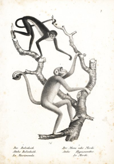 Scimmia ragno dal ventre bianco, Ateles belzebuth (in pericolo), e muriqui del nord, Brachyteles hypoxanthus (Ateles hypoxanthus), in pericolo critico. Litografia di Karl Joseph Brodtmann da Storia naturale illustrata degli animali di Heinrich Rudolf Schin da Unbekannter Künstler
