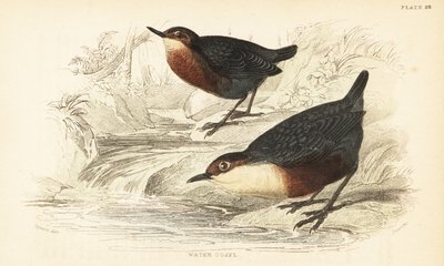 Merlo acquaiolo, Cinclus cinclus da Unbekannter Künstler