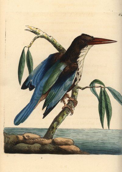 Martin pescatore dalla gola bianca, Halcyon smyrnensis (martin pescatore di Smirne, Alcedo smyrnensis) da Unbekannter Künstler