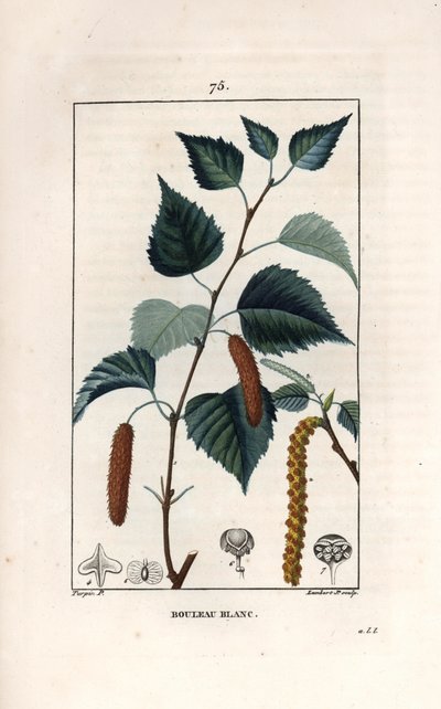 Betulla bianca o betulla verrucosa - Incisione di Lambert fils, da un disegno di Pierre Jean Francois Turpin (1775-1840), da La flore médicale, di Chaumeton, Poiret et Chamberet, Parigi 1830 da Unbekannter Künstler
