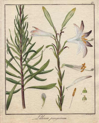 Gigli bianchi (incisione colorata) da Unbekannter Künstler