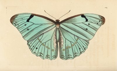 Morpho bianco, Morpho laertes da Unbekannt