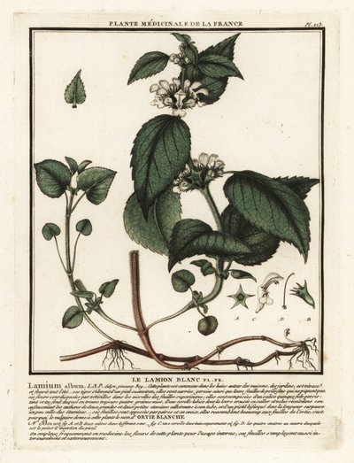 Ortica bianca, Lamium album da Unbekannter Künstler