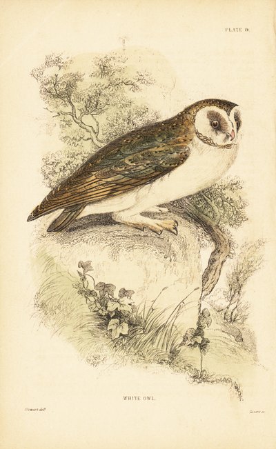 Civetta bianca o barbagianni, Tyto alba, posata su una roccia. 1889 (incisione) da Unbekannter Künstler