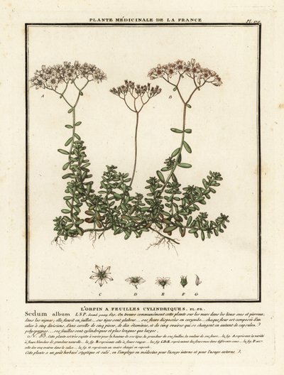 Borracina bianca, Sedum album da Unbekannter Künstler