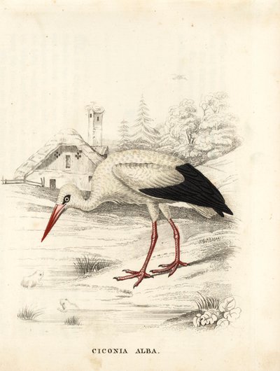 Cicogna bianca, Ciconia ciconia (Ciconia alba). Incisione su acciaio colorata a mano dalla 