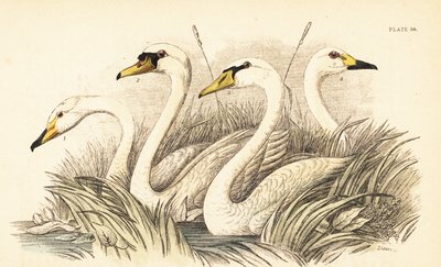 Cigno selvatico, cigno muto, cigno di Bewick da Unbekannter Künstler