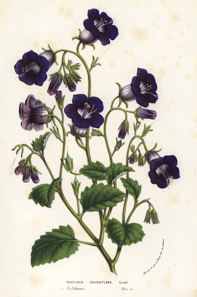 Campanule selvatiche di Canterbury, Phacelia minor (Whitlavia grandiflora). Litografia a mano colorata da Louis van Houtte e Charles Lemaire
