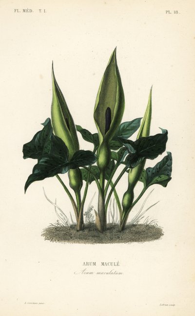 Arum selvatico, signori e signore o jack in the pulpit, Arum maculatum da Unbekannt