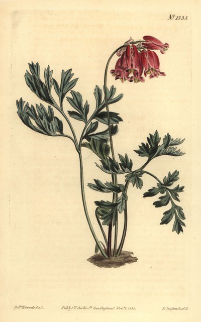 Cuore sanguinante selvatico, Dicentra formosa da Unbekannt