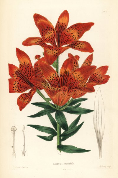 Giglio selvatico - Giglio siberiano, Lilium pensylvanicum (Lilium spectabile) da Unbekannter Künstler