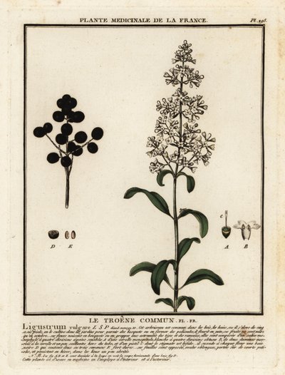 Ligustro selvatico, Ligustrum vulgare da Unbekannter Künstler