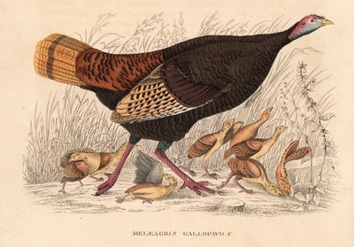 Tacchino selvatico, Meleagris gallopavo, gallina con pulcini. Litografia colorata a mano dalla 