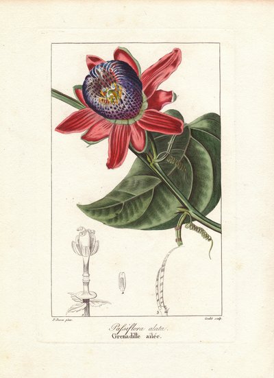 Passiflora alata, nativa del Brasile. Incisione a mano colorata su rame di Goulet da un