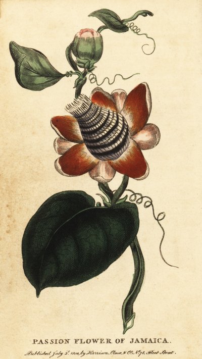 Passiflora alata (incisione) da Unbekannter Künstler