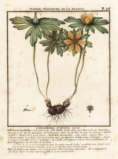 Eranthis hyemalis da Unbekannter Künstler