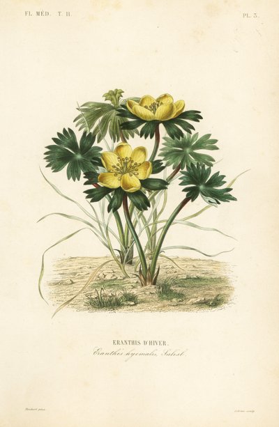 Eranthis hyemalis da Unbekannt