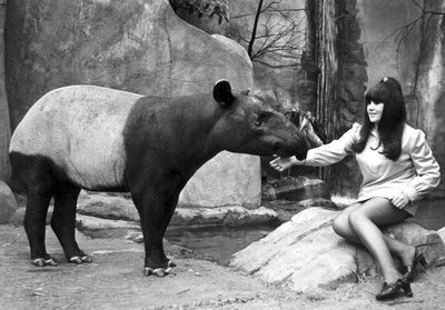 Donna che nutre un tapiro, Belle Vue Zoo, Manchester, aprile 1970 da Unbekannt