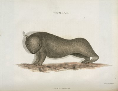 Wombat, Australia, c. 1798 da Unbekannt