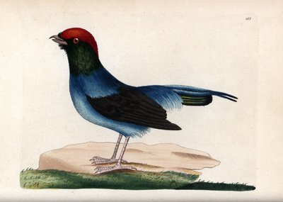 Manachino meraviglioso (Chiroxiphia linearis) da Unbekannter Künstler