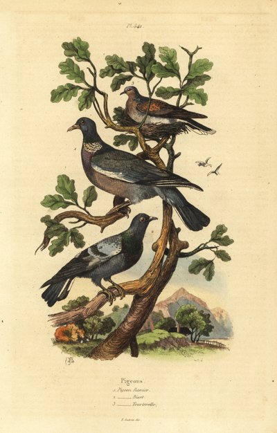 Piccione selvatico, Columba palumbus, piccione comune, Columba livia, e tortora, Streptopelia risoria da Unbekannt