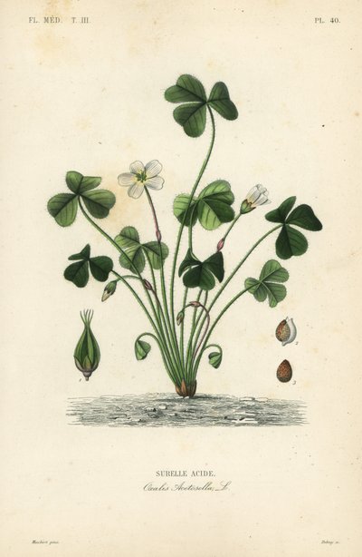Acetosella da Unbekannt