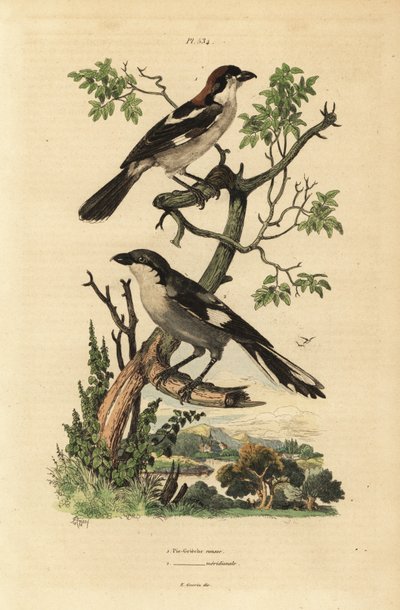Averla capirossa, Lanius senator, e averla meridionale, Lanius meridionalis da Unbekannt