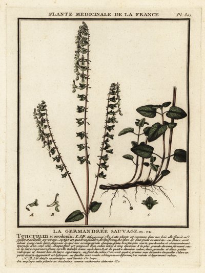 Teucrium scorodonia da Unbekannter Künstler