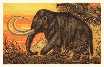 Mammut lanoso, Mammuthus primigenius da Unbekannter Künstler