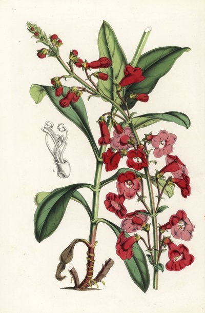 Penstemon wrightii (Pentstemon wrightii) da Unbekannter Künstler