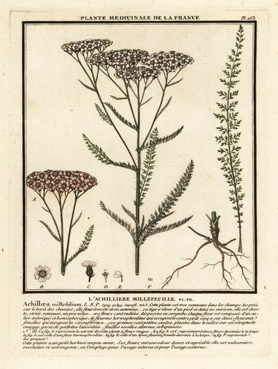 Achillea millefoglie, Achillea millefolium da Unbekannter Künstler