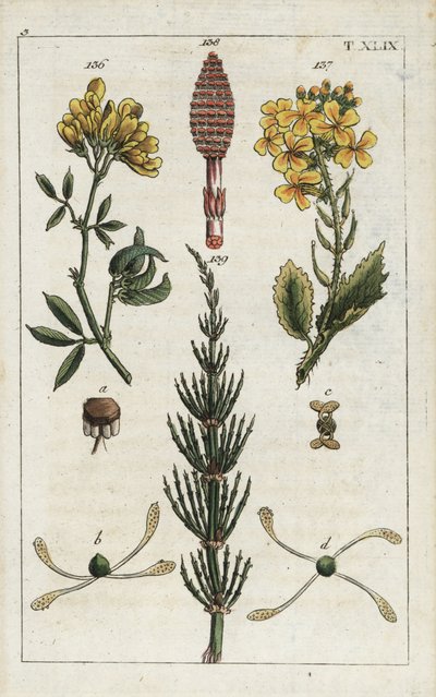 Erba medica gialla, ravanello selvatico e equiseto dei campi da Unbekannter Künstler