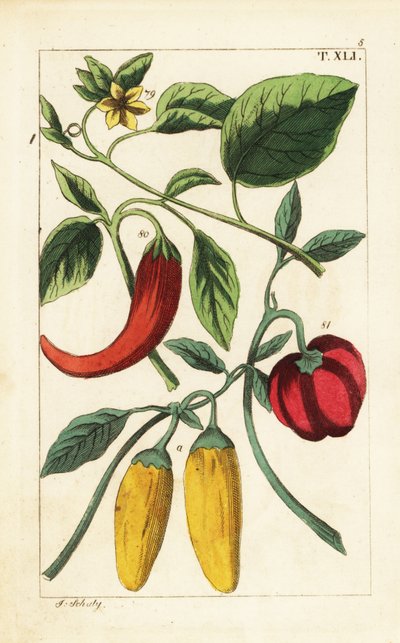 Peperoni gialli e rossi, Capsicum annuum da Unbekannter Künstler