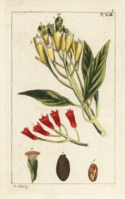 Chiodo di garofano giallo e rosso, Syzygium aromaticum da Unbekannter Künstler