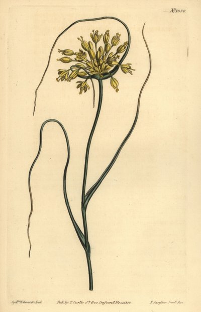 Aglio giallo, Allium flavum da Unbekannt
