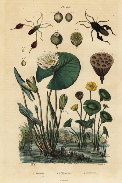 Loto giallo, Nelumbo lutea 1, cimici fogliari, Anisoscelis foliaceus 2 e Anoplocnemis curvipes 3, e ninfea bianca, Nymphaea alba 4 da Unbekannt