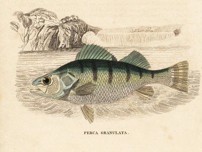 Persico giallo, Perca flavescens (persico granulato, Perca granulata). Incisione su acciaio colorata a mano dalla 
