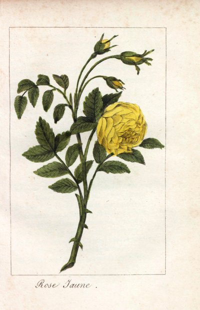 Rosa gialla (incisione) da Unbekannter Künstler