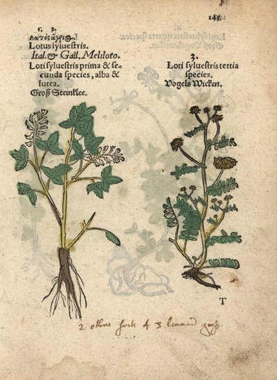 Trifoglio dolce giallo, Melilotus officinalis da Unbekannter Künstler