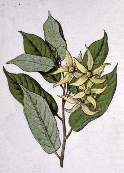 Ylang Ylang, inizio XX secolo da Unbekannter Künstler
