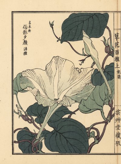 Yuugao, hyoutan, zucca a bottiglia, Lagenaria siceraria. Incisione a mano colorata su blocco di legno di Kono Bairei dal libro Kusa Bana Hyakushu (Cento varietà di fiori), Tokyo, Yamada da Unbekannter Künstler