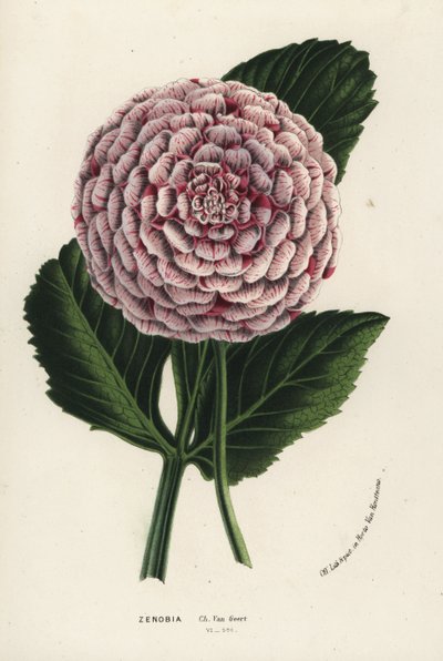 Dalia ibrida Zenobia, Dahlia coccinea. Litografia a mano colorata dal libro di Louis van Houtte e Charles Lemaire